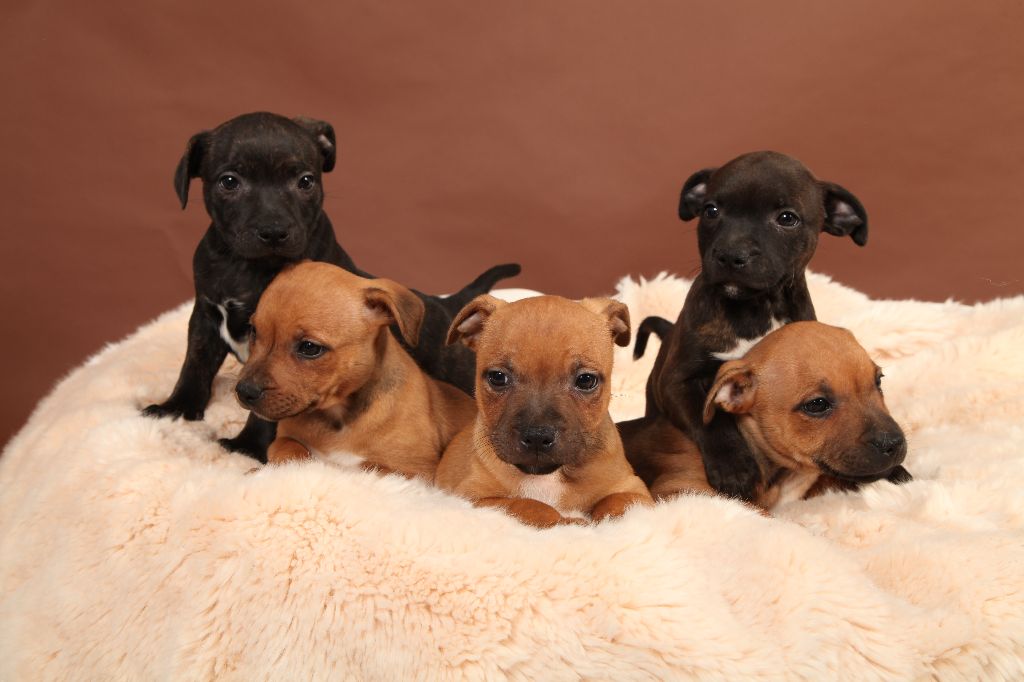 Intox of little big black staffies et natisto's doubaï 2014