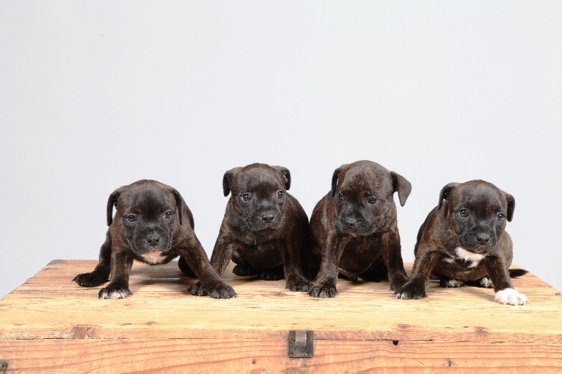 Chiots don't touch+are you ready 2012