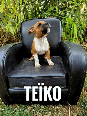 TEÏKO